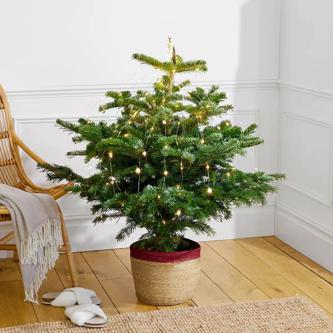 A small christmas tree in a basket is sitting on a wooden floor next to a chair.