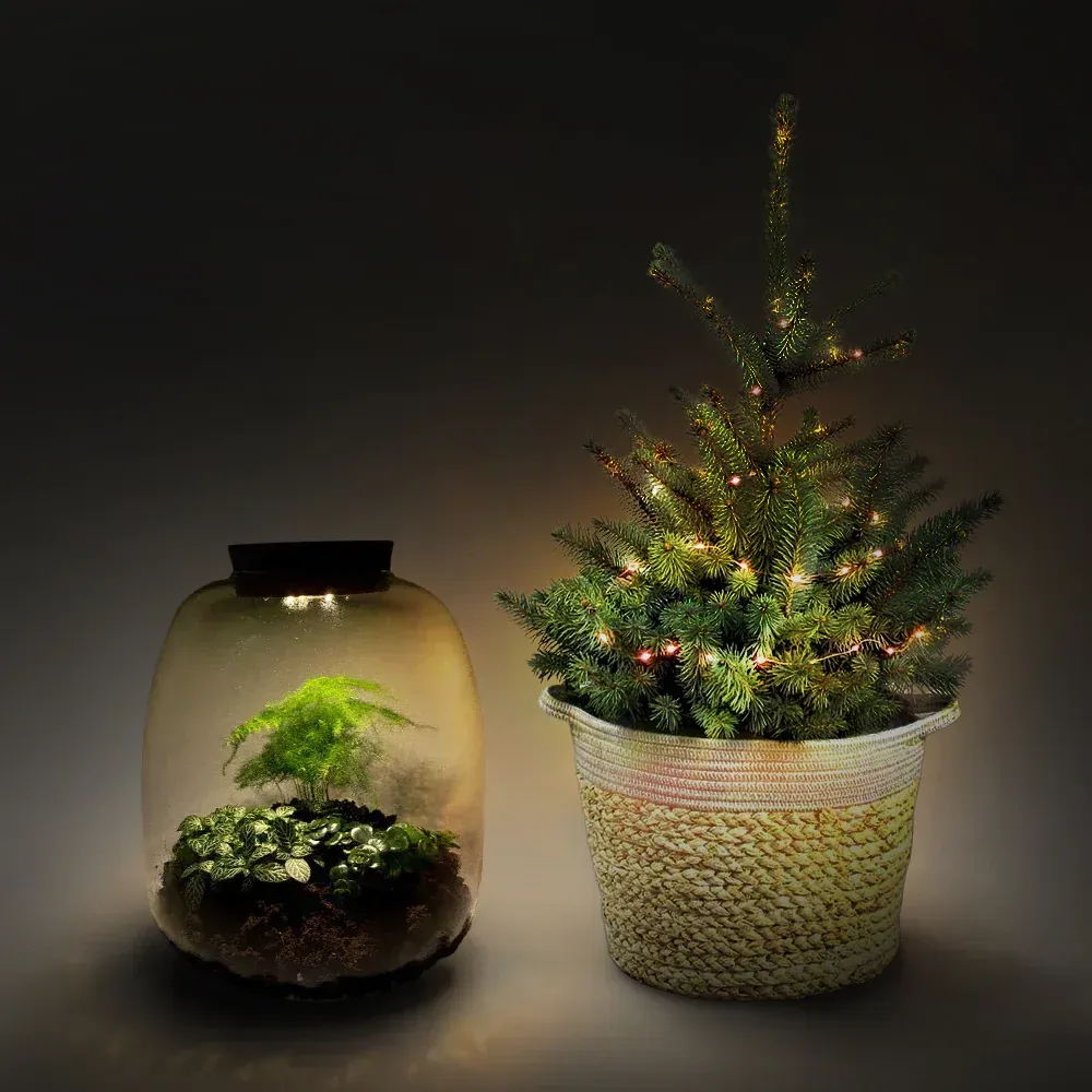 A christmas tree in a pot next to a jar with plants in it.