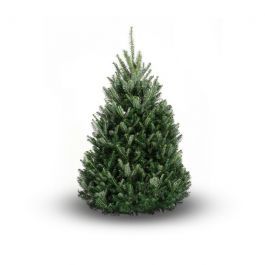 A fraser fir christmas tree is sitting on a white surface.