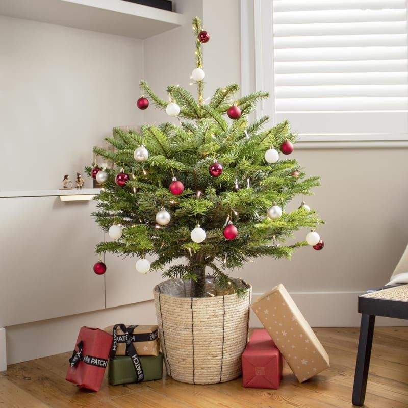 potted nordmann fir
