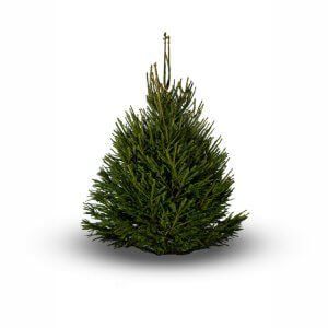 A Norway Spruce green Christmas tree is sitting on a white surface.