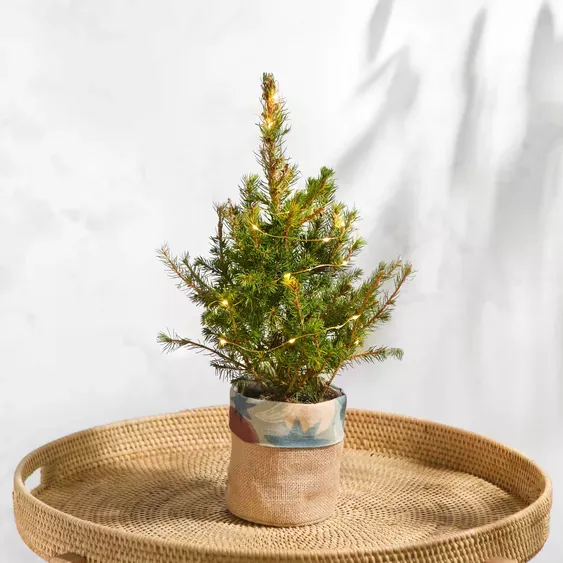 minimalist letterbox christmas tree