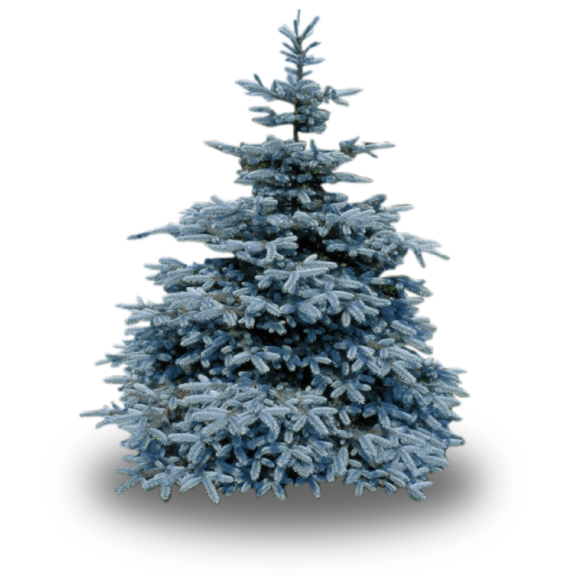 A small blue spruce christmas tree on a white background