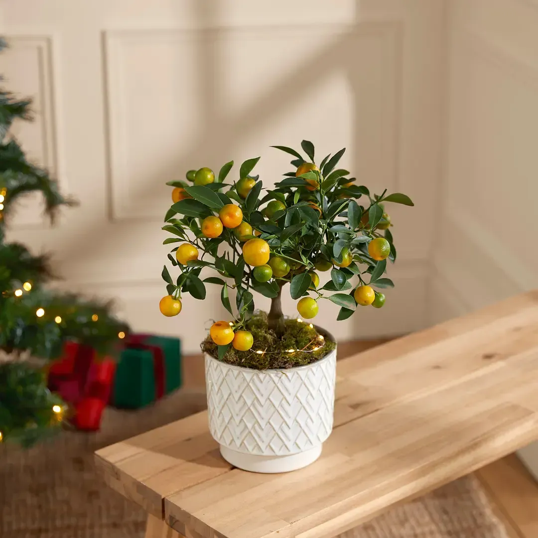a small potted plant with a christmas tree in the background