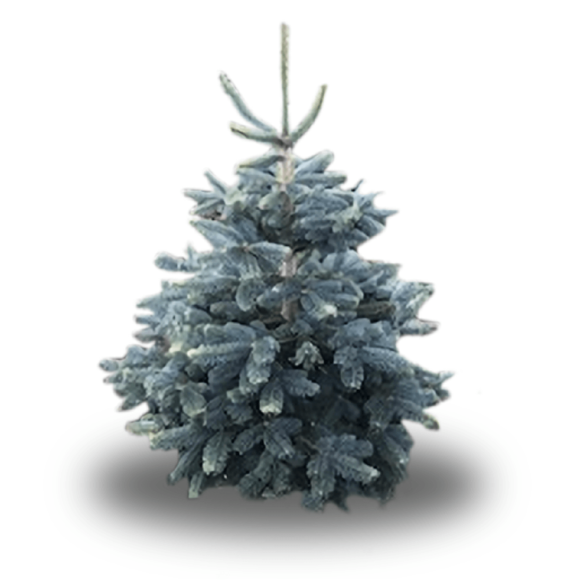 A small blue christmas tree is sitting on a white surface.