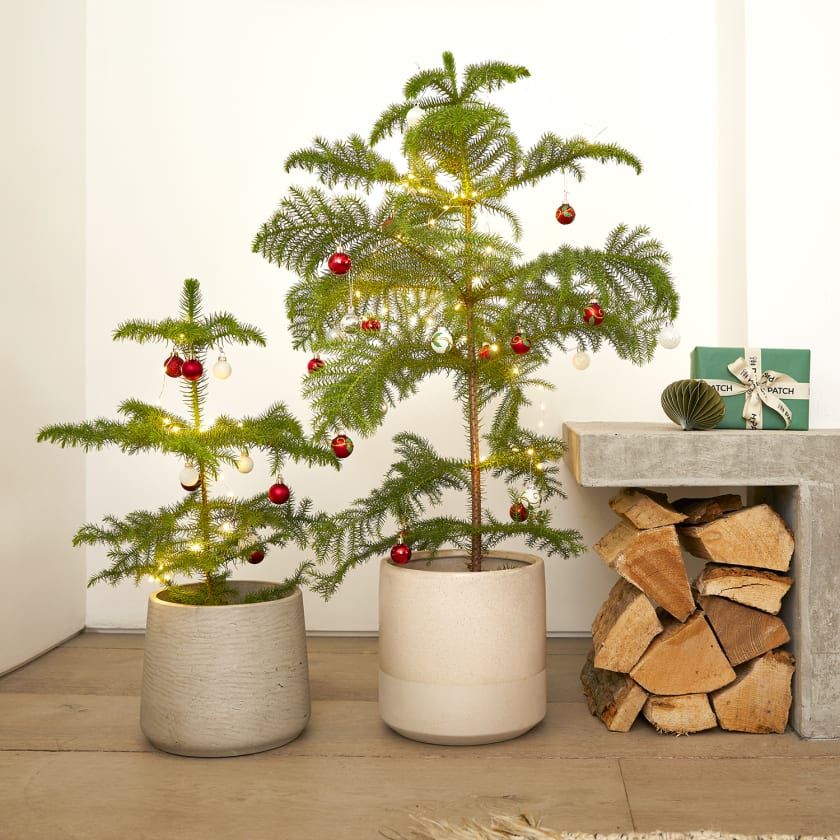 two potted christmas trees are decorated with red and white ornaments