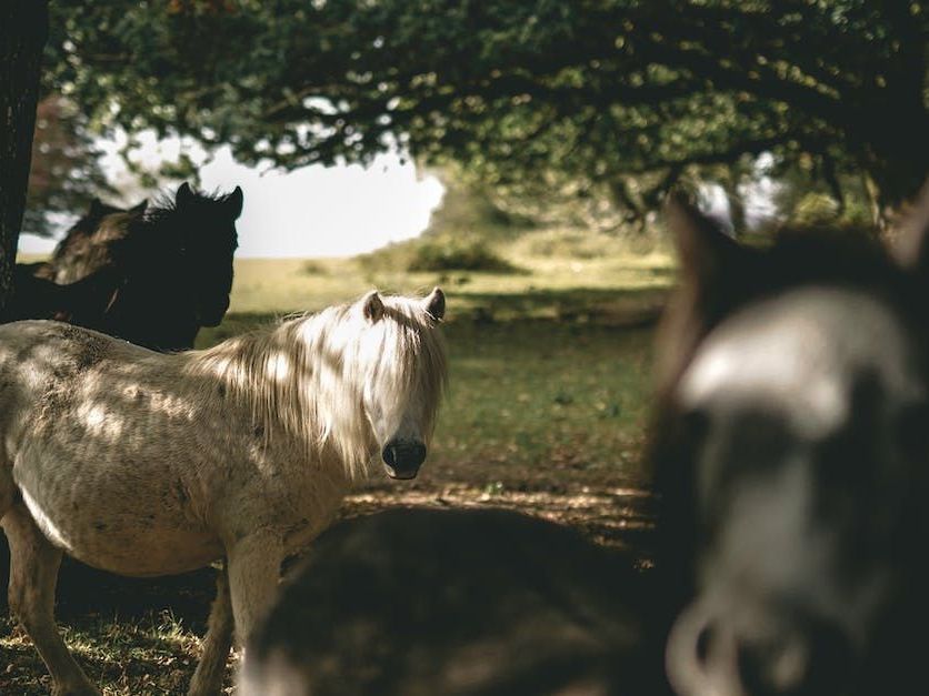 wild horses in the countryside