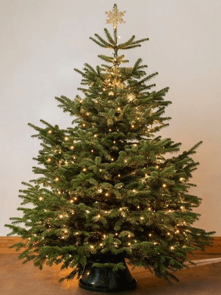 A christmas tree with lights and a star on top