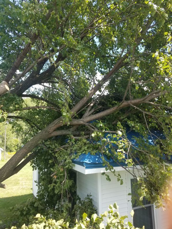 picture of a tree