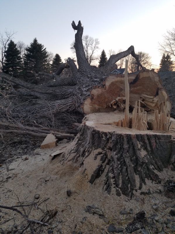 picture of a tree