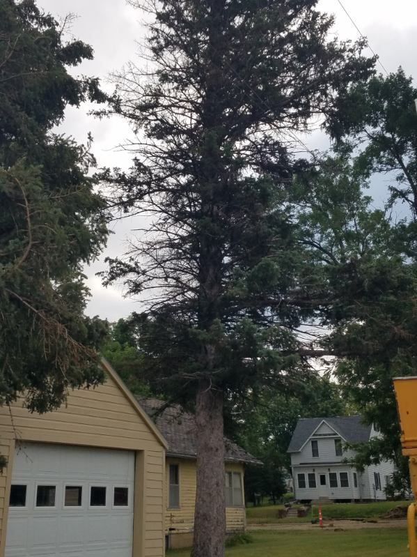 picture of a tree