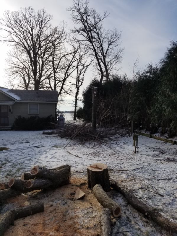 picture of a tree