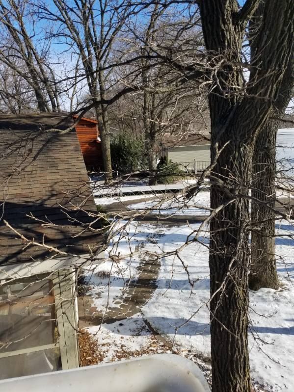 picture of a tree