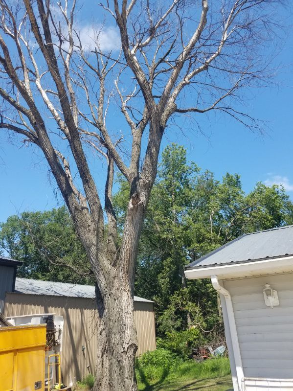 dead tree