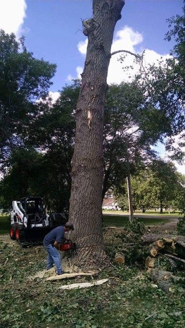 tree