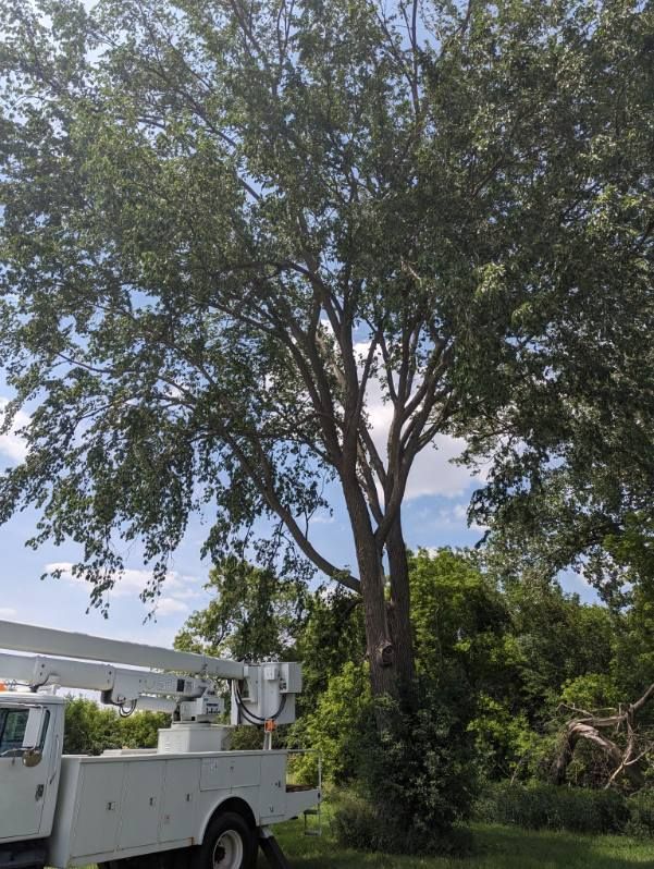 picture of trees