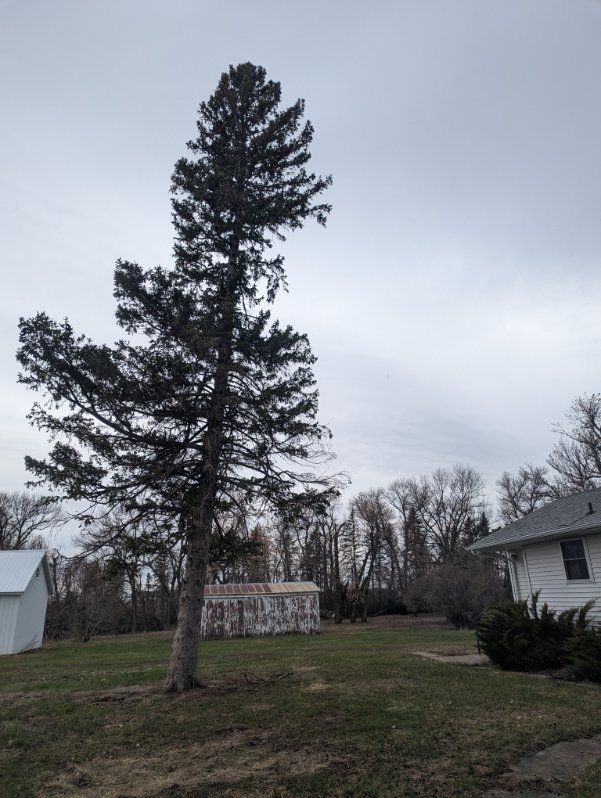 tree