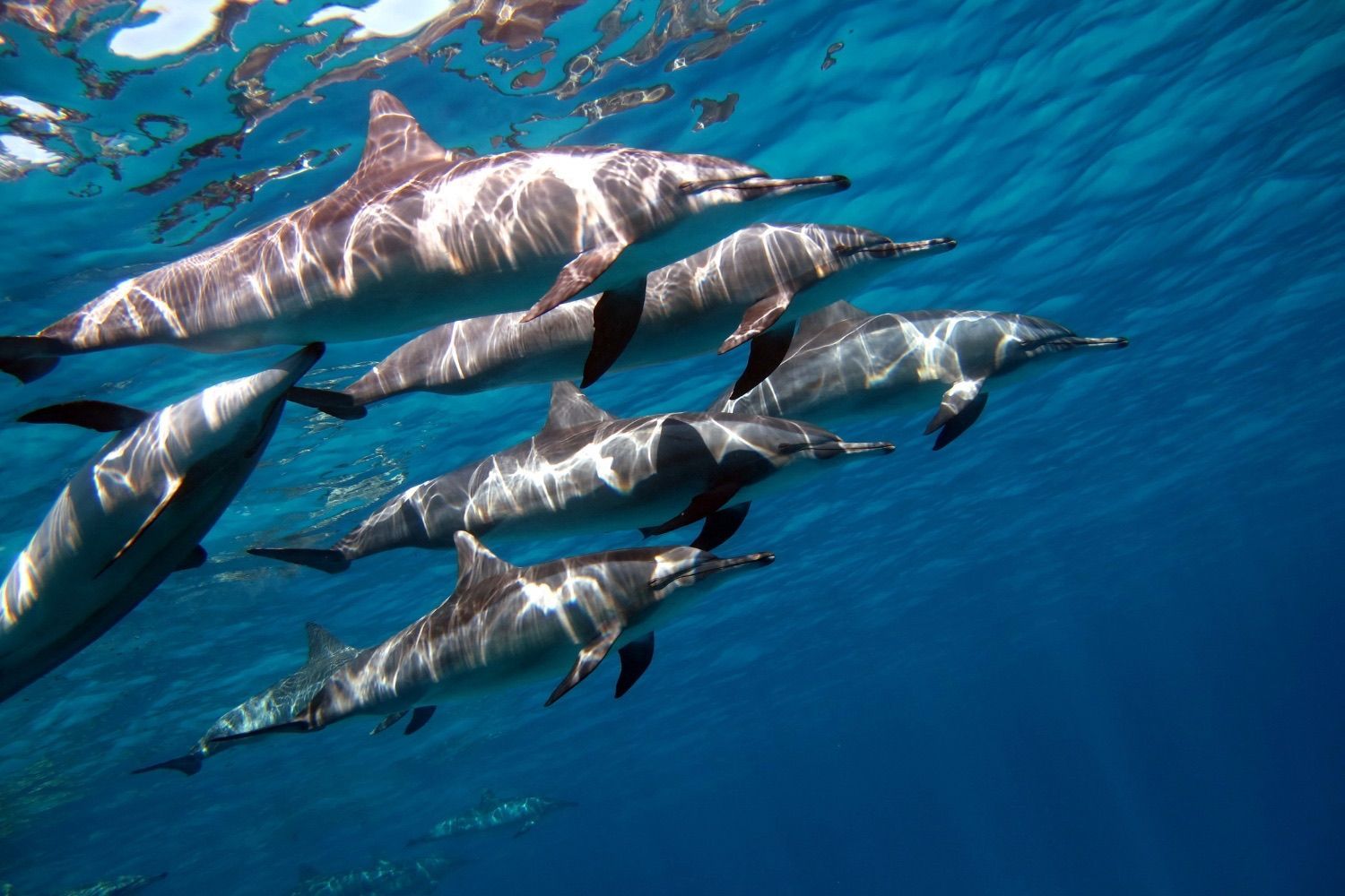 Spinner dolphins