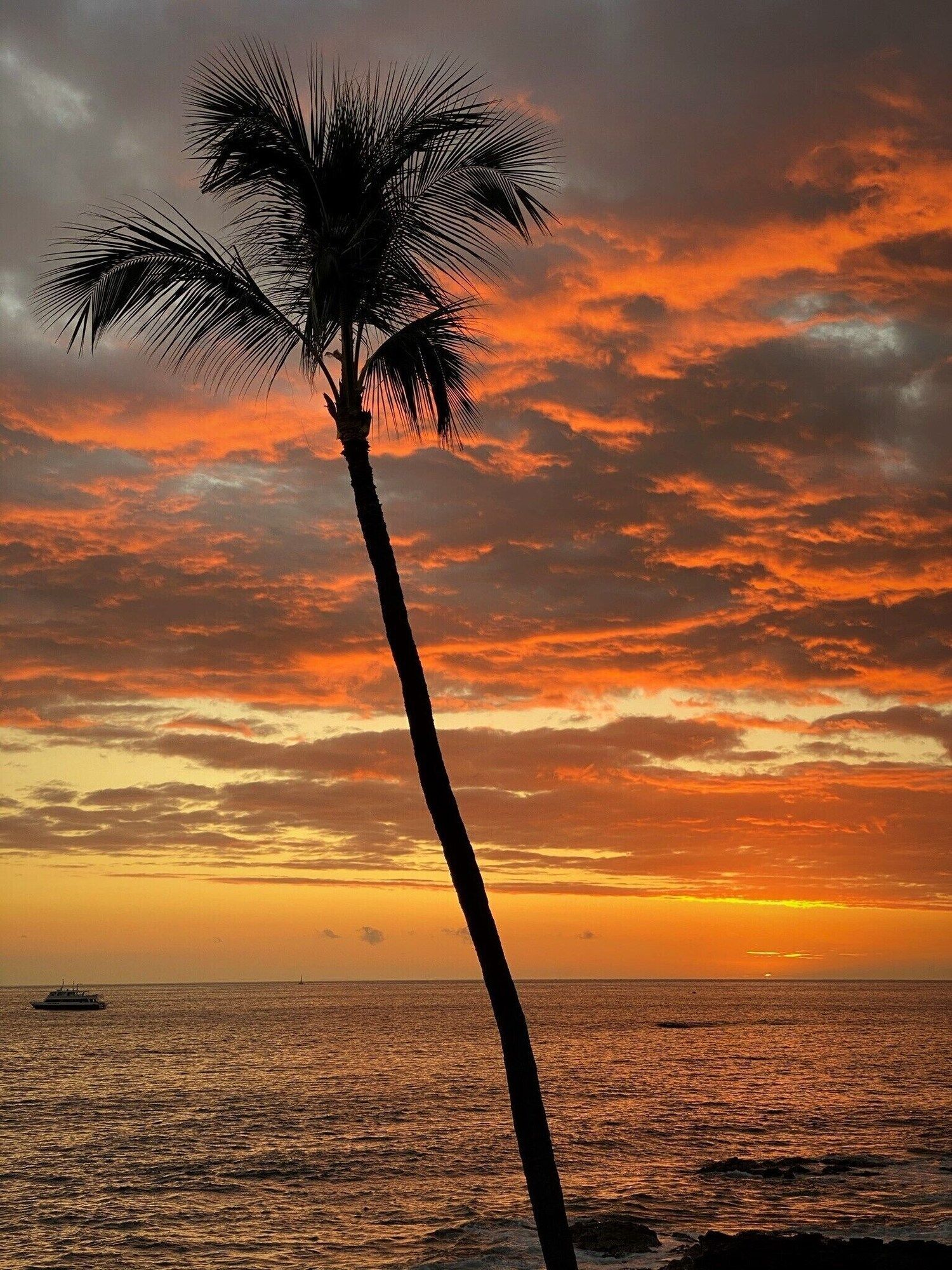 Sunset over the ocean with a palm tree silhouette