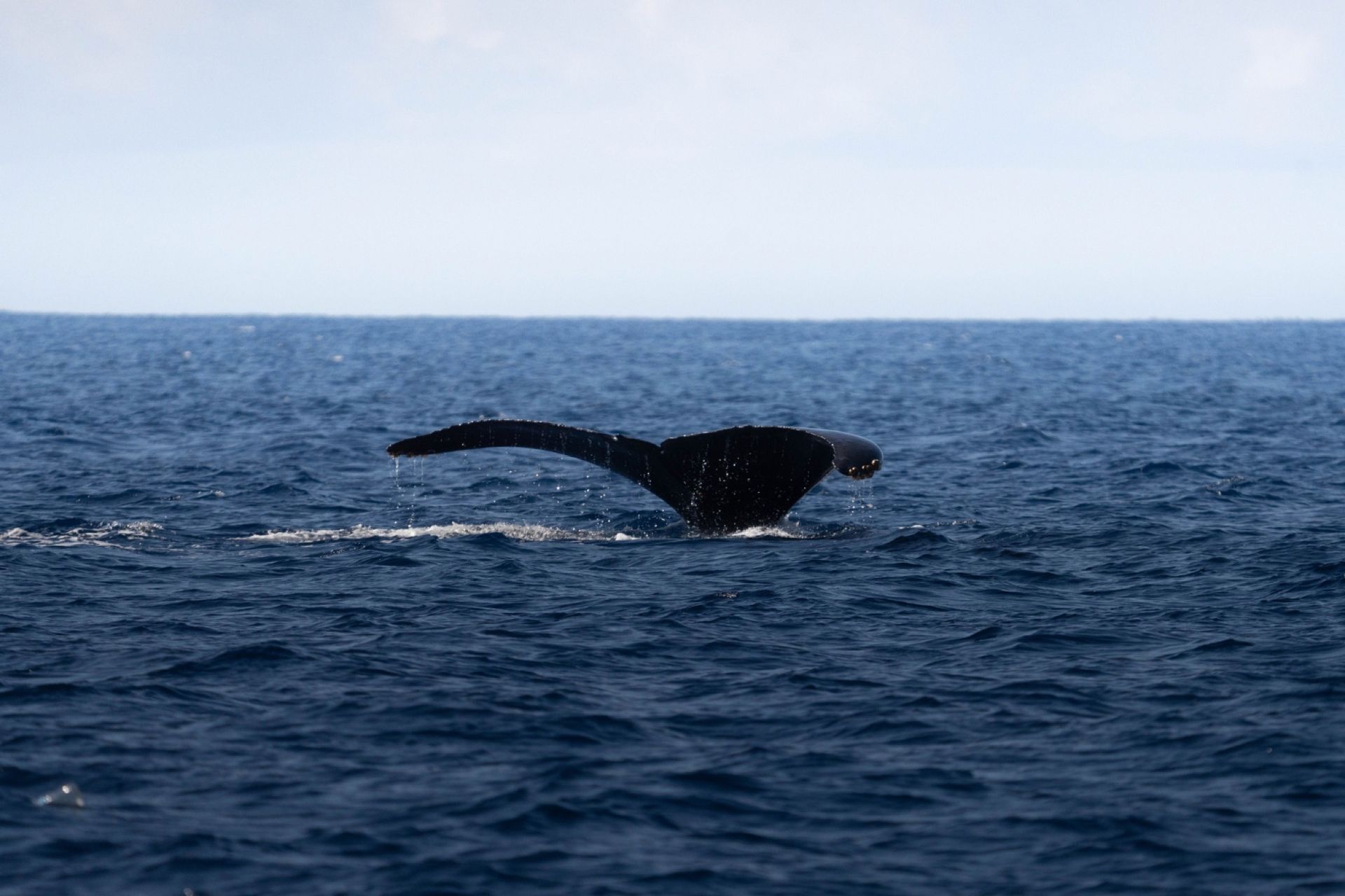 Humpback whale tail
