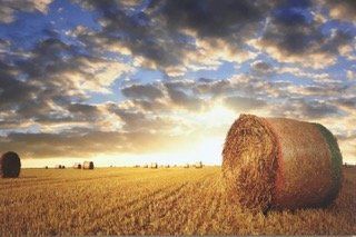 Straw Bales Art — Somerton Park, SA — The Outdoor Scene