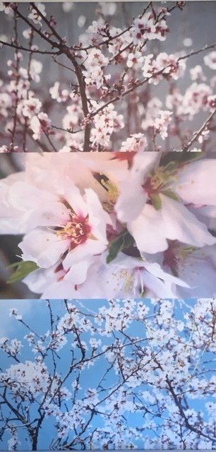 Cherry Blossom Art — Somerton Park, SA — The Outdoor Scene