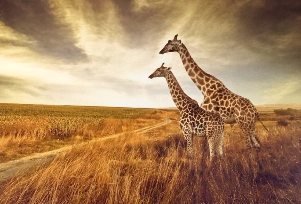 Serene Giraffe Art — Somerton Park, SA — The Outdoor Scene