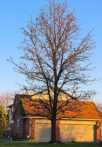 A large tree is in front of a brick house with a garage.