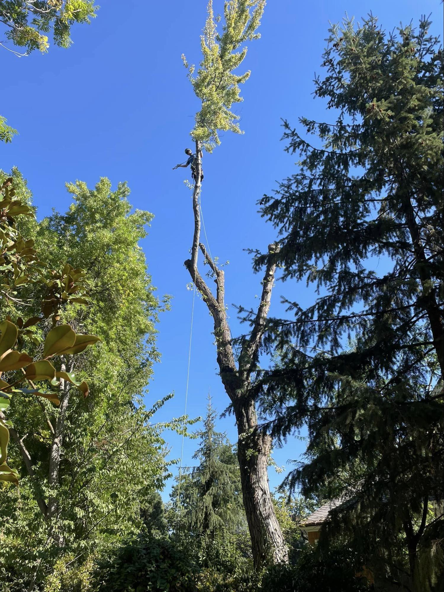 A tree with a blue sky in the background