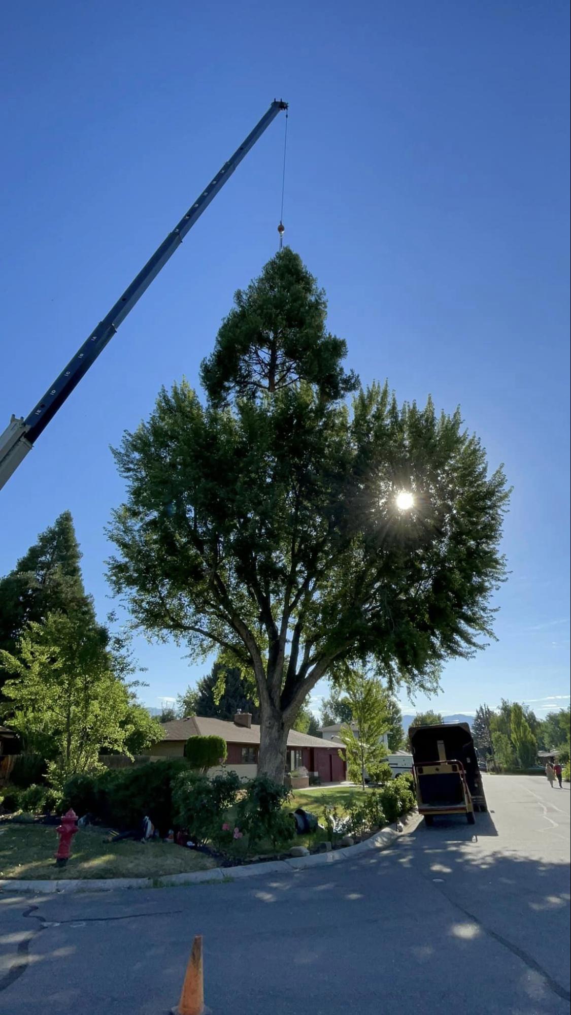 A large tree is being lifted by a crane.