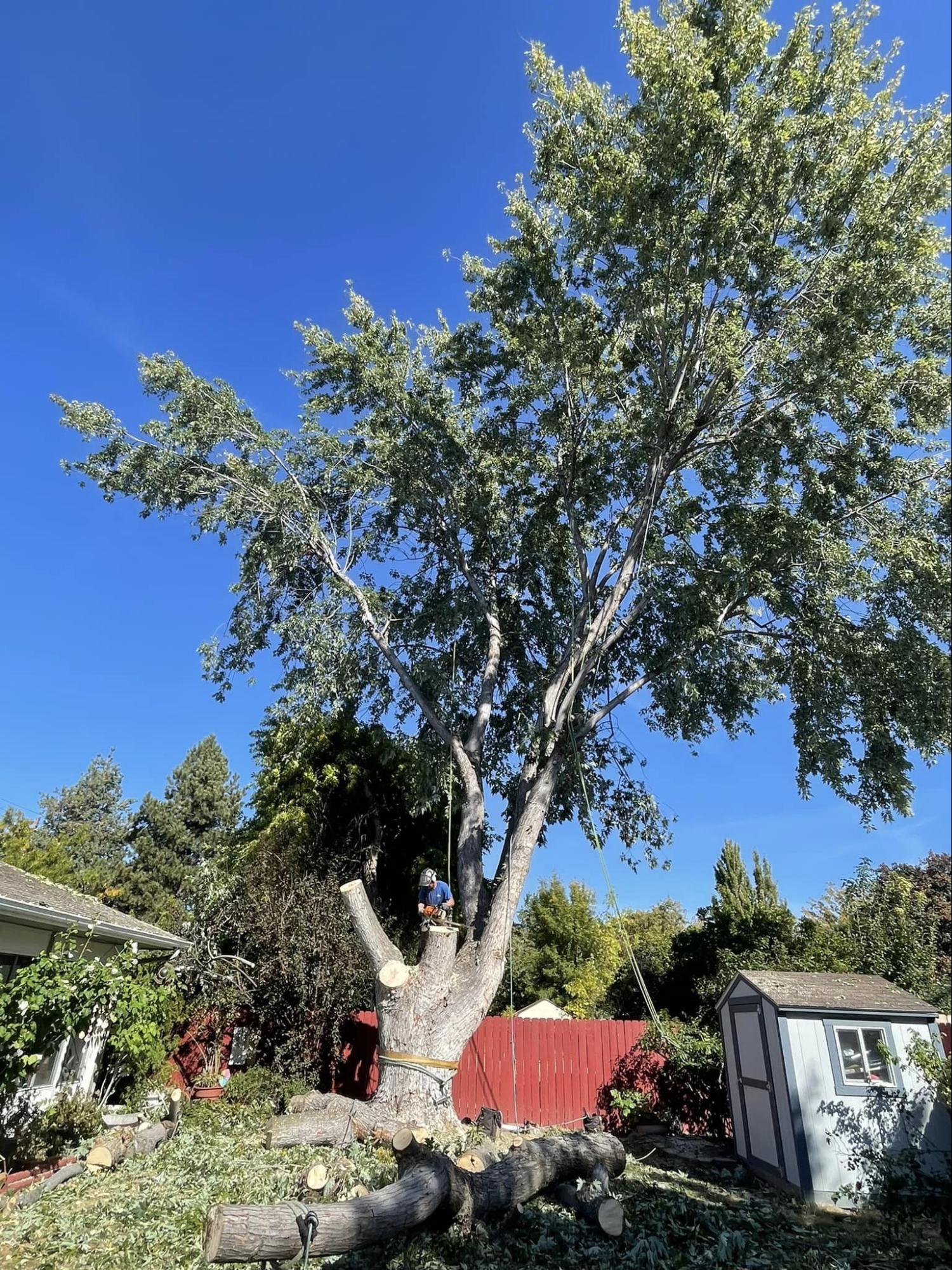 A large tree is being cut down in a backyard.