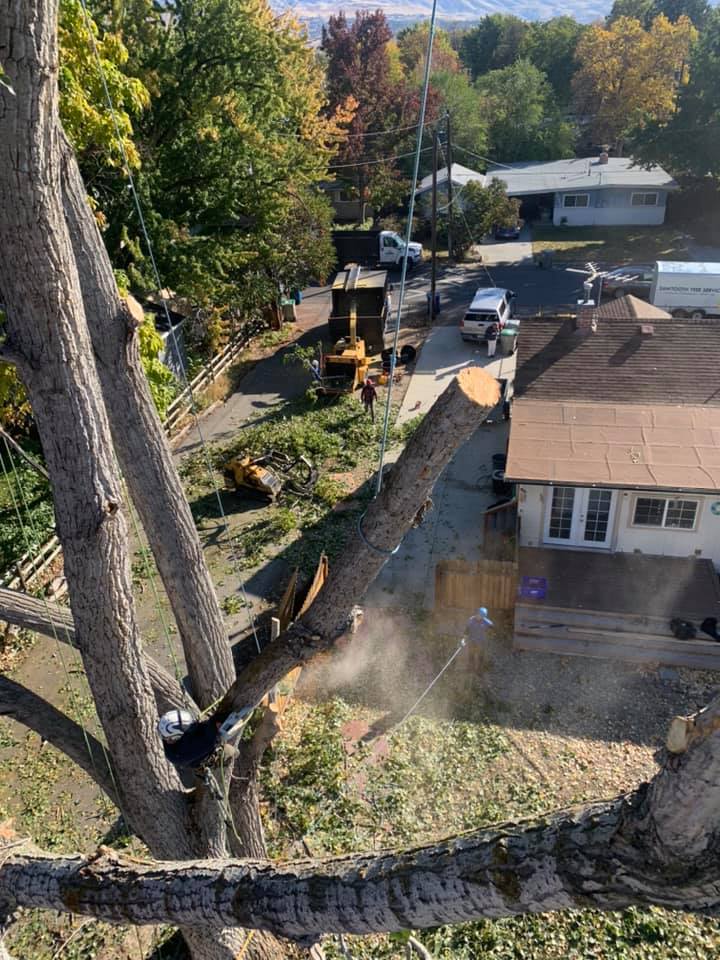 An aerial view of a tree being cut down in front of a house.