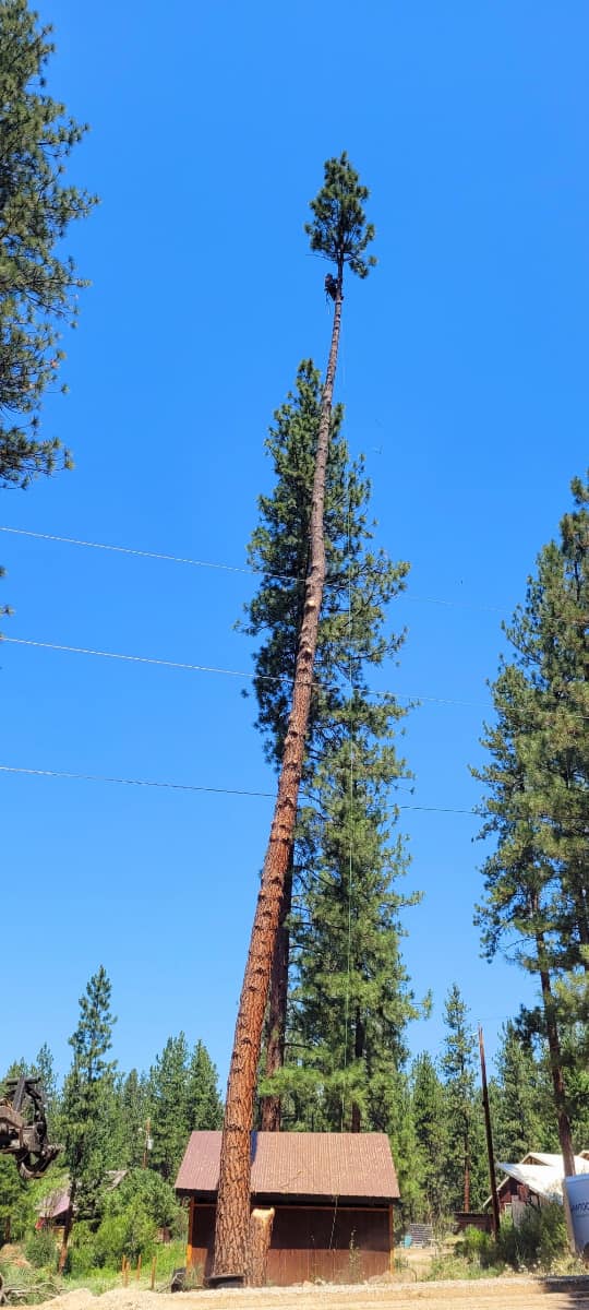 A large pine tree with a house in the background is being cut down.