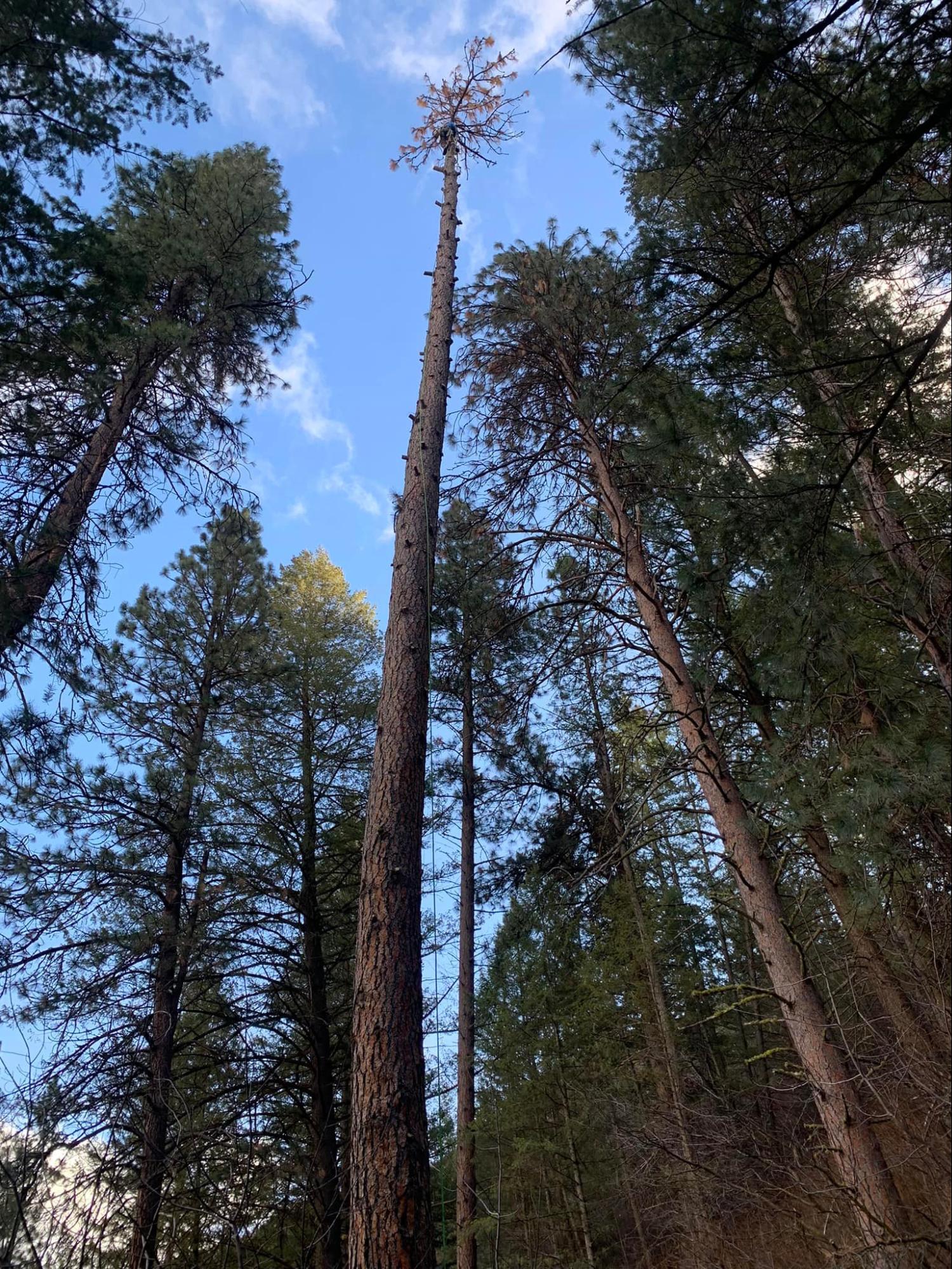 Looking up at a tree in a forest with a blue sky in the background