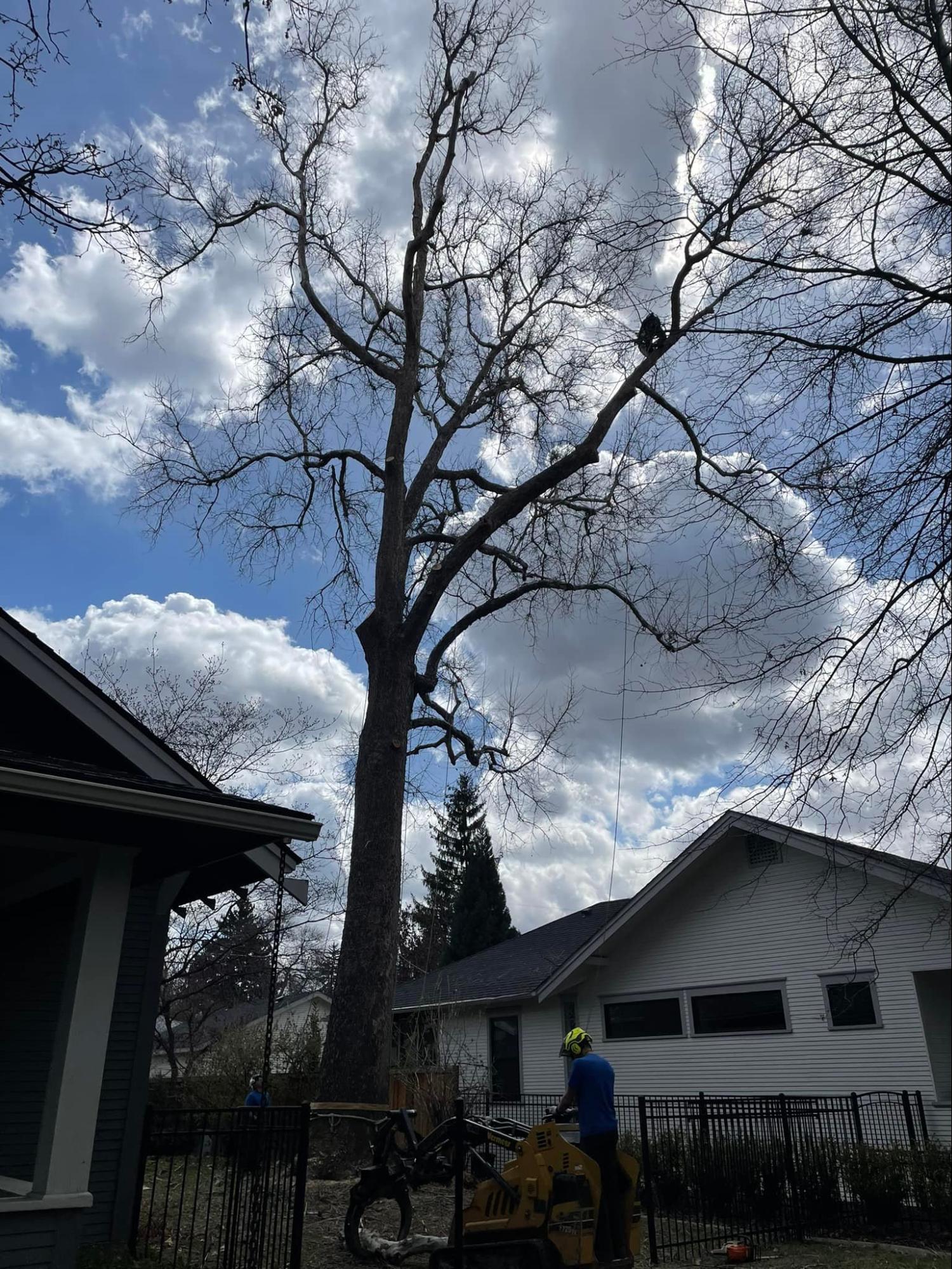 A man is cutting a tree in front of a house.
