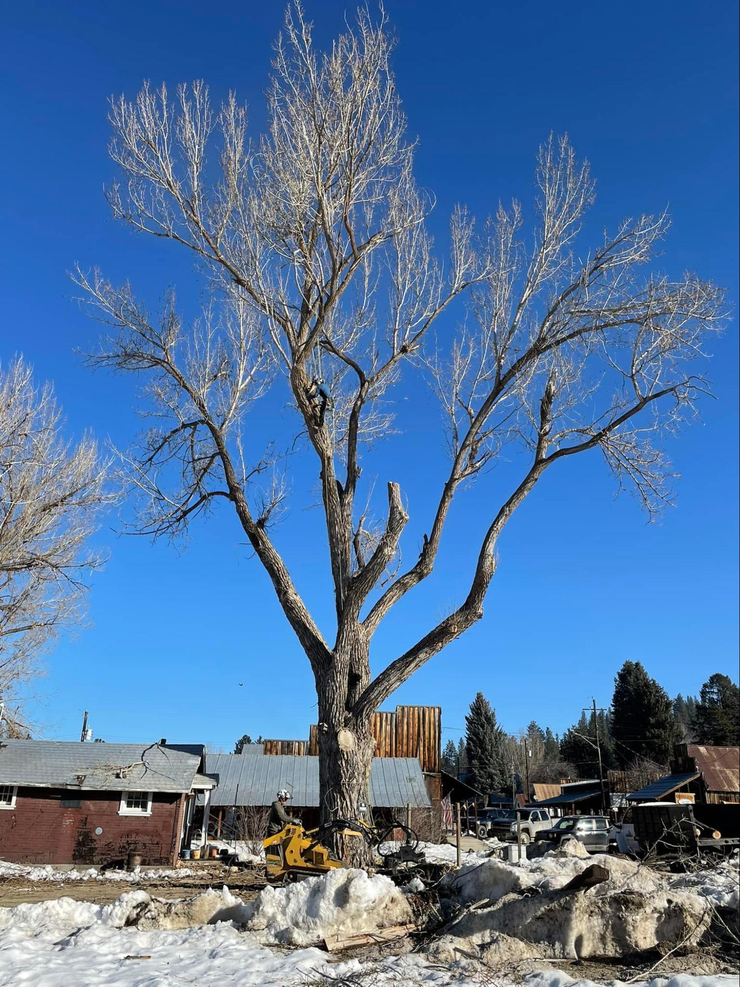 A large tree with a blue sky in the background