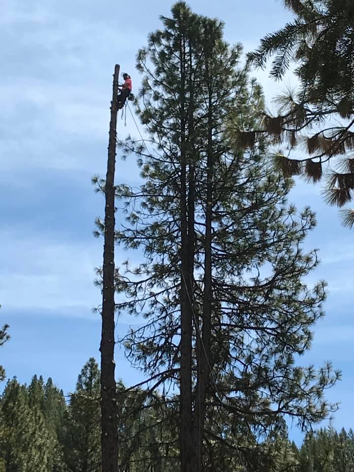 A man is climbing a tree with a chainsaw.