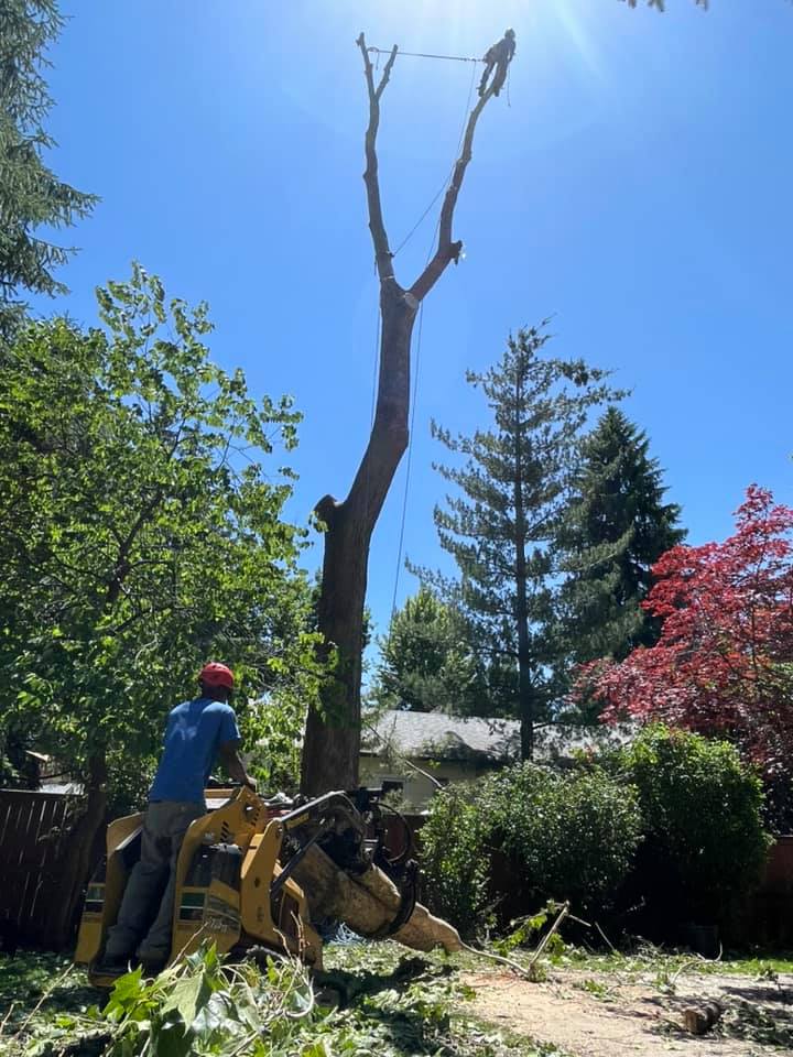 A man is cutting down a tree with a chainsaw.