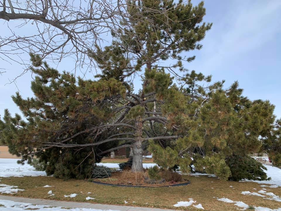 A large pine tree is sitting in the middle of a snowy field.