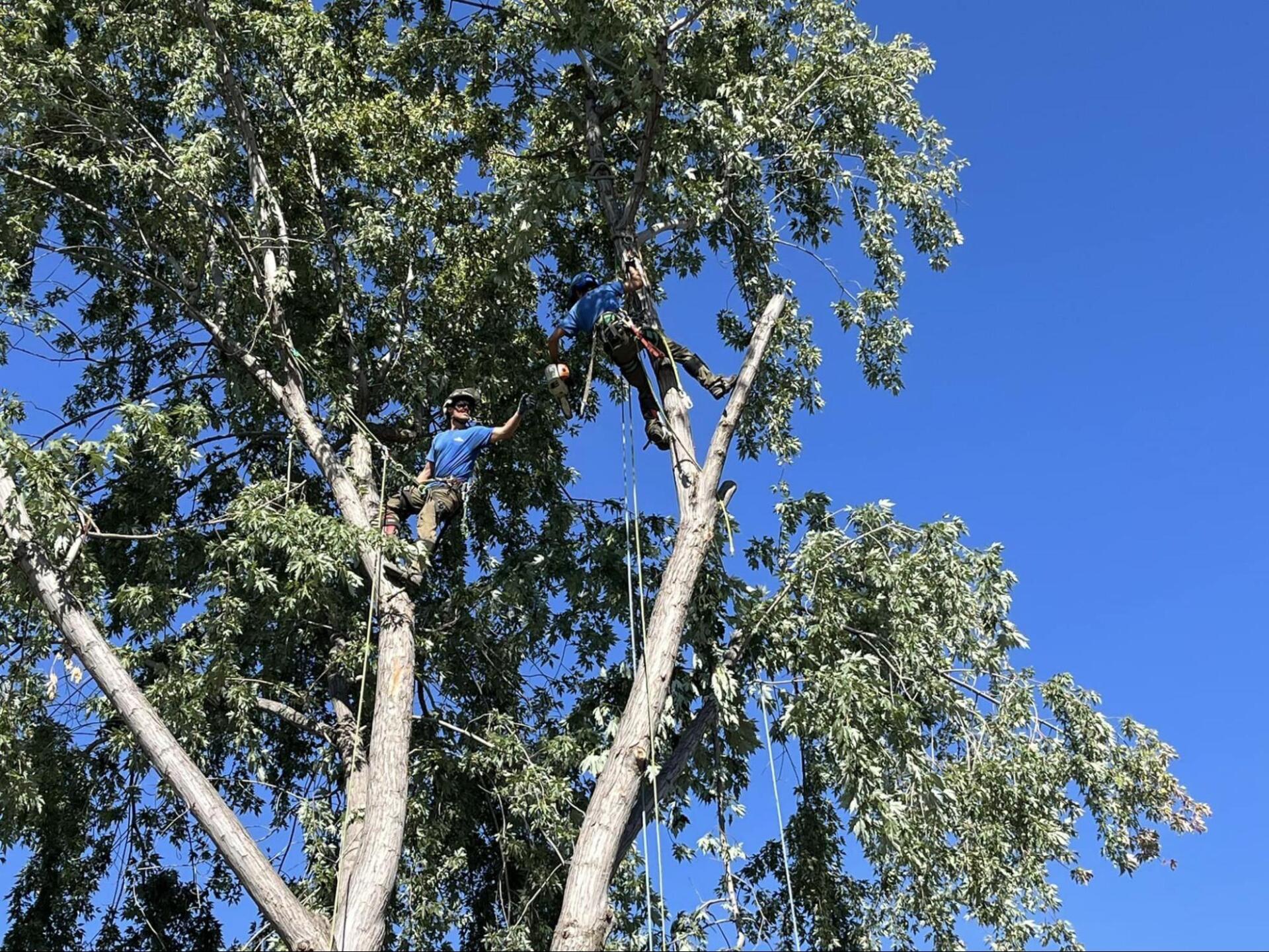 A man is climbing a tree with a blue sky in the background.