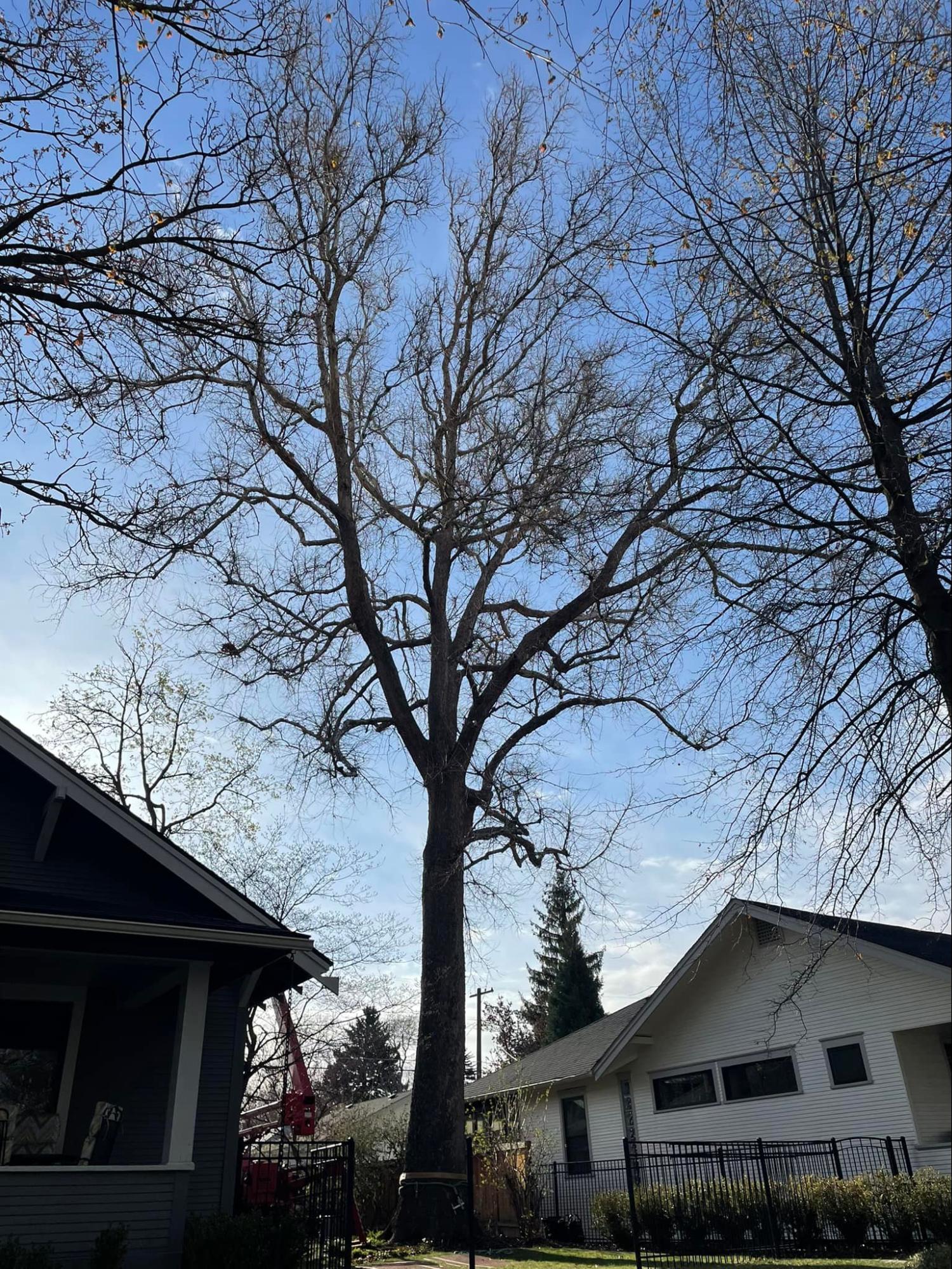 A tree is being cut down in front of a house.