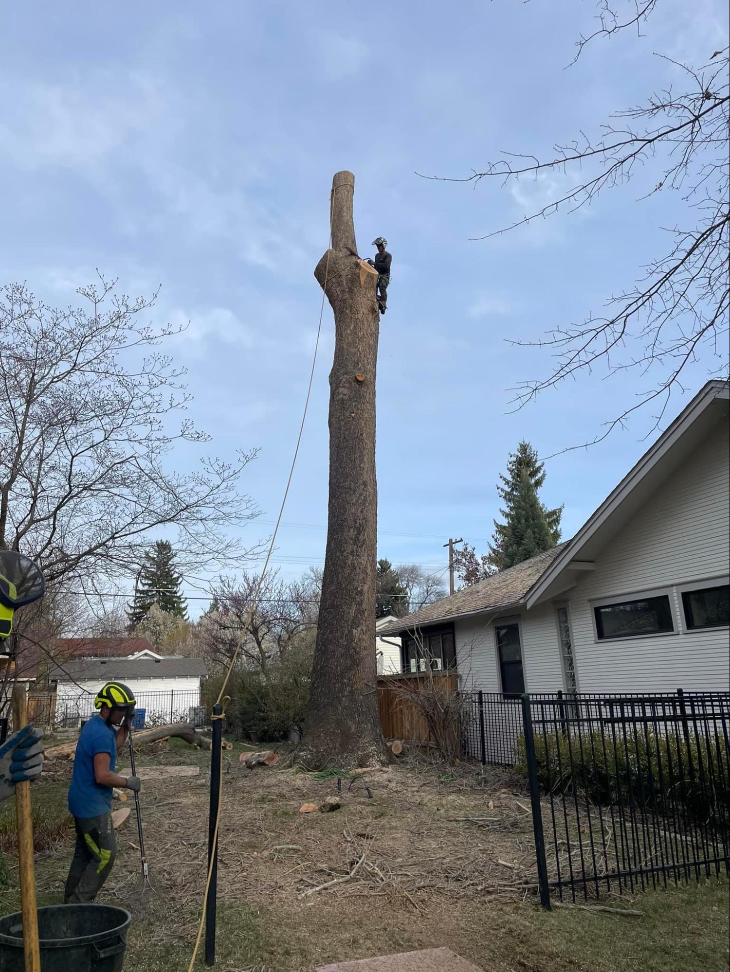 A man is climbing a tree in front of a house.