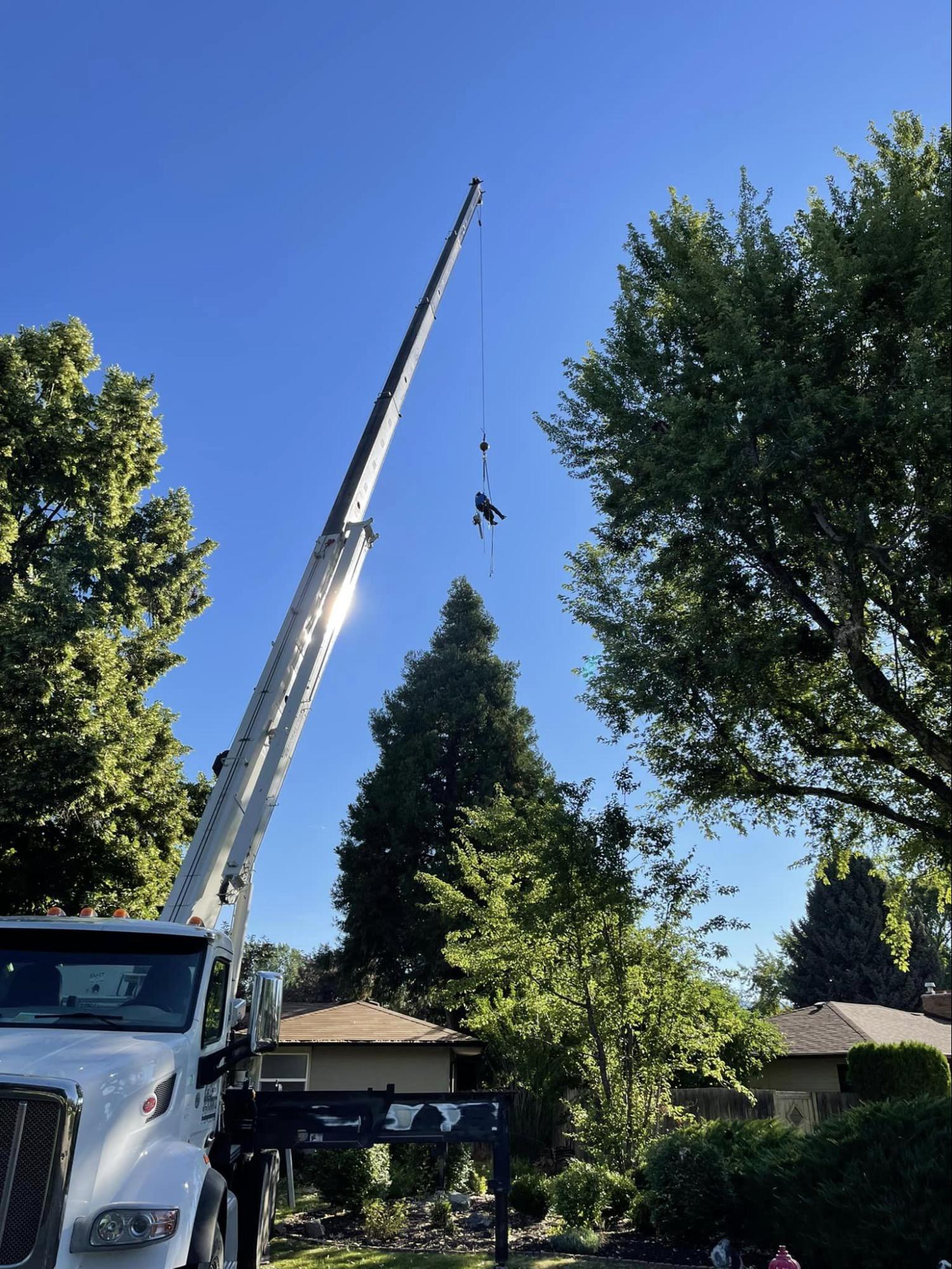 A truck with a crane attached to it is lifting a tree.