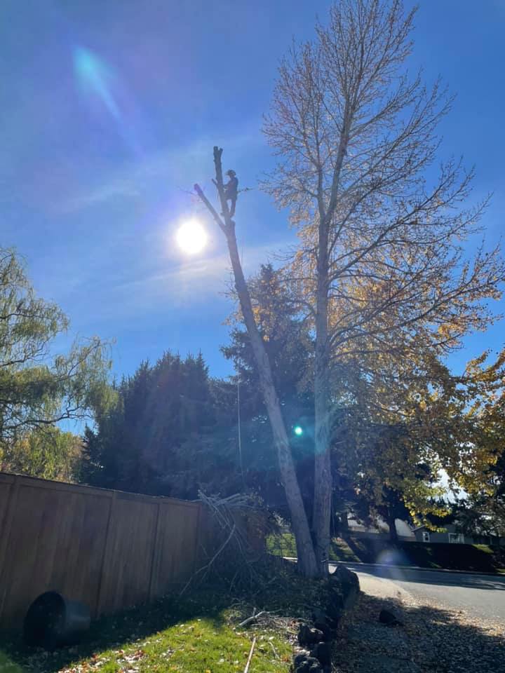 A man is climbing a tree in a backyard on a sunny day.