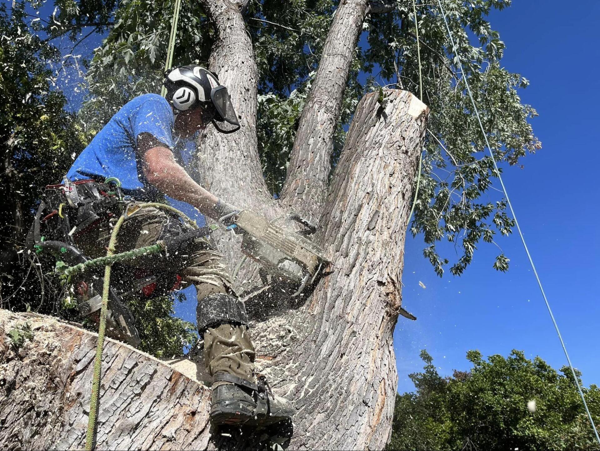 A man is cutting a tree with a chainsaw.