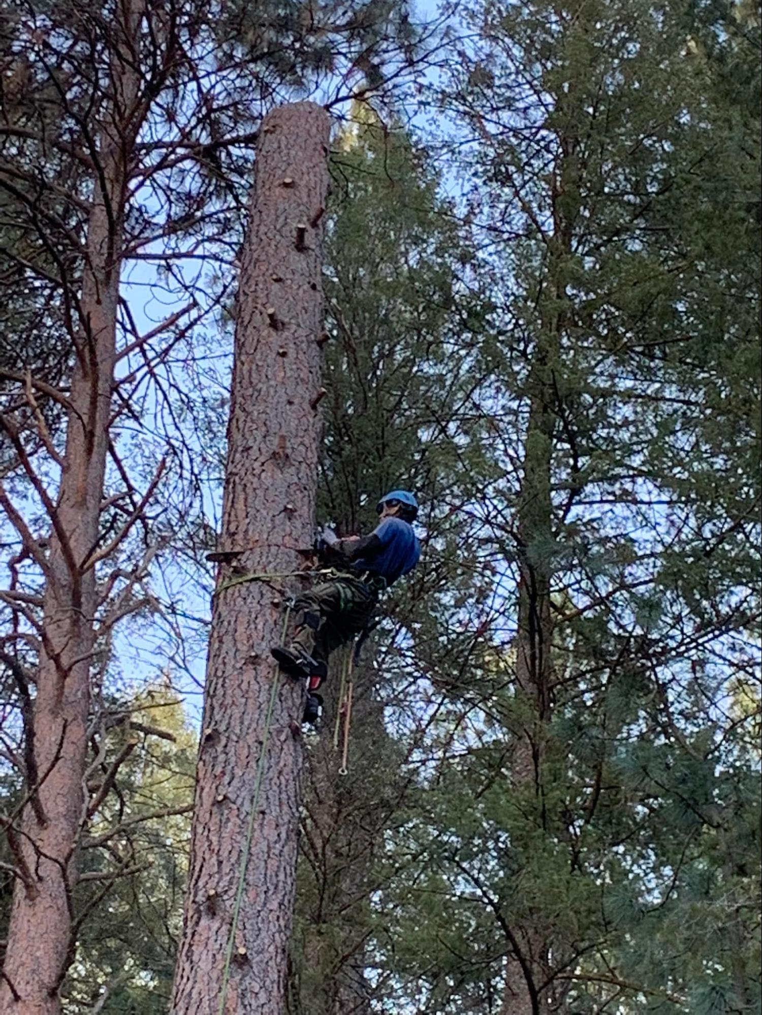 A man is climbing a tree in the woods.