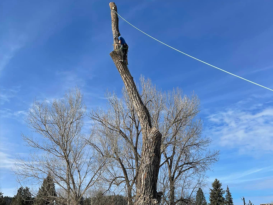 A man is climbing a tree with a chainsaw.