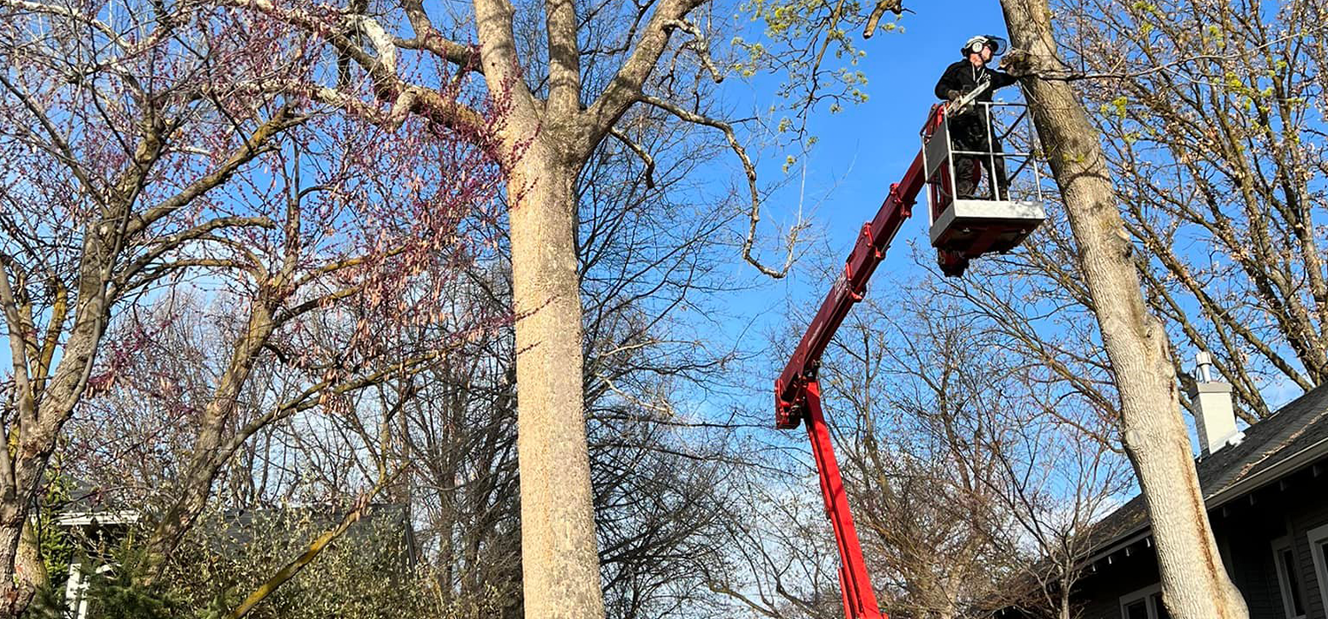 A man is cutting a tree with a crane.