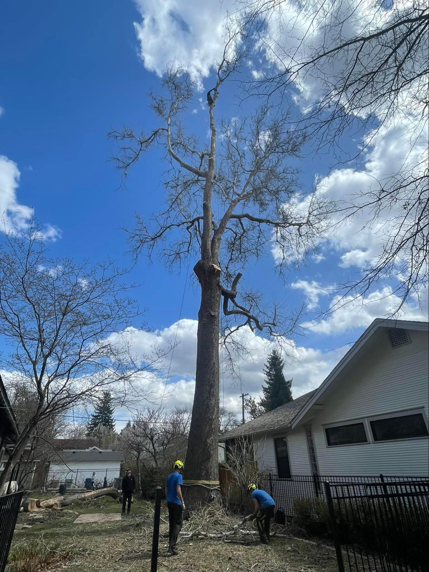 A man is climbing a tree in front of a house.