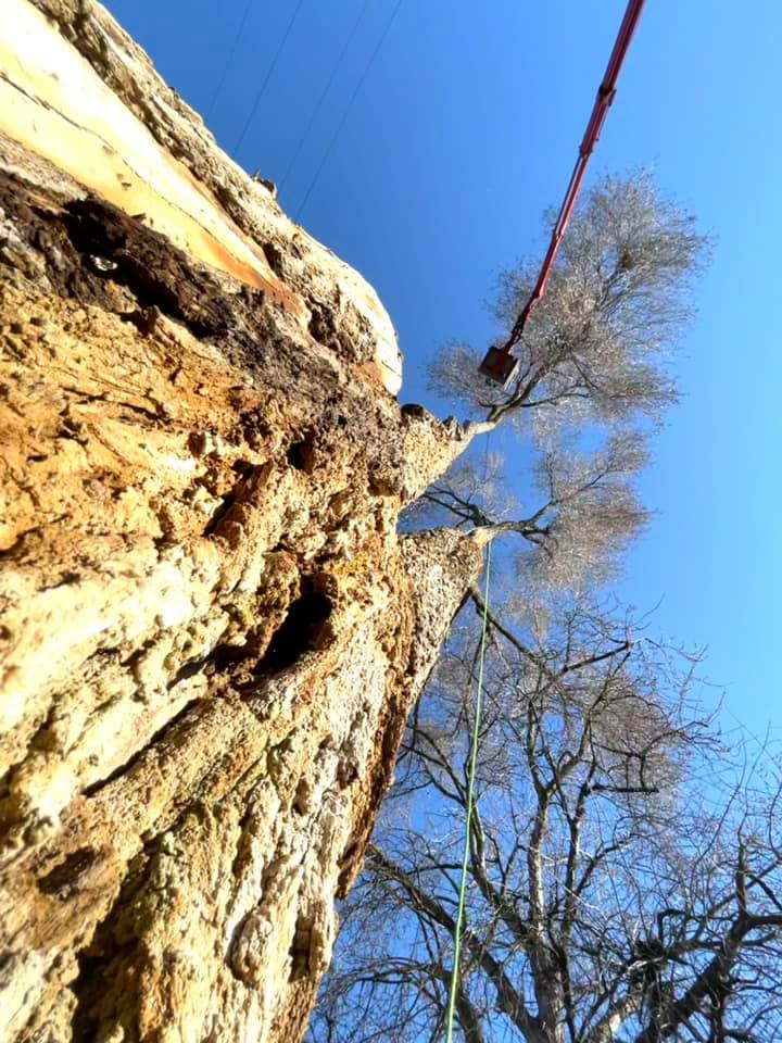 A person is climbing up a tree with a rope attached to it.